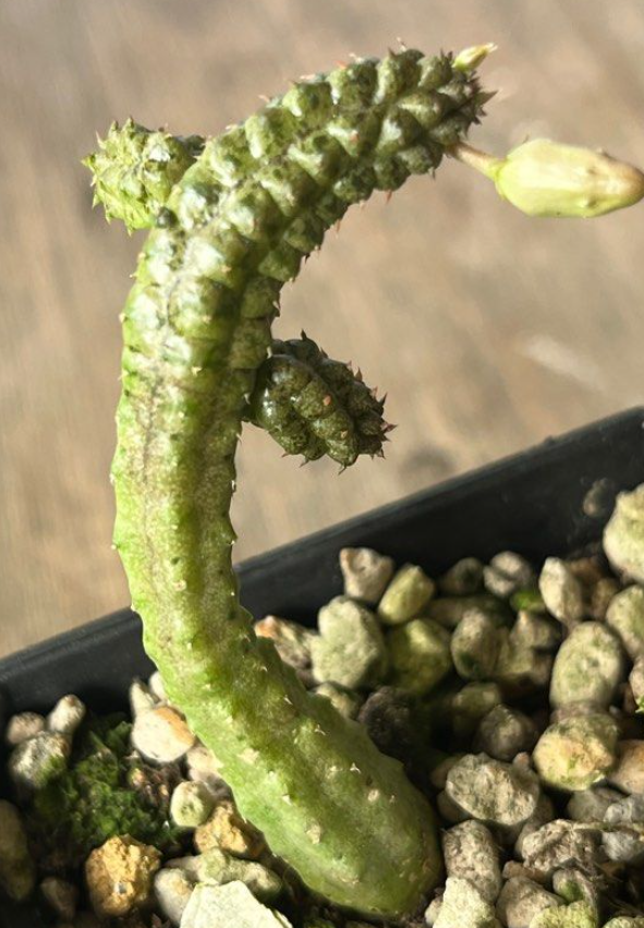 Echidnopsis insularis 5 Pieces Seeds