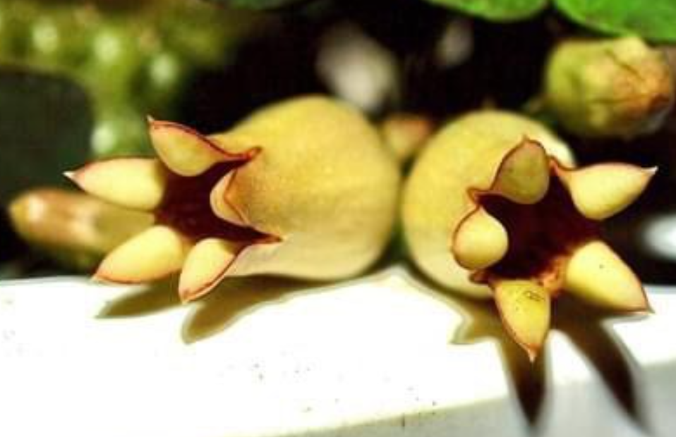 Echidnopsis insularis 5 Pieces Seeds