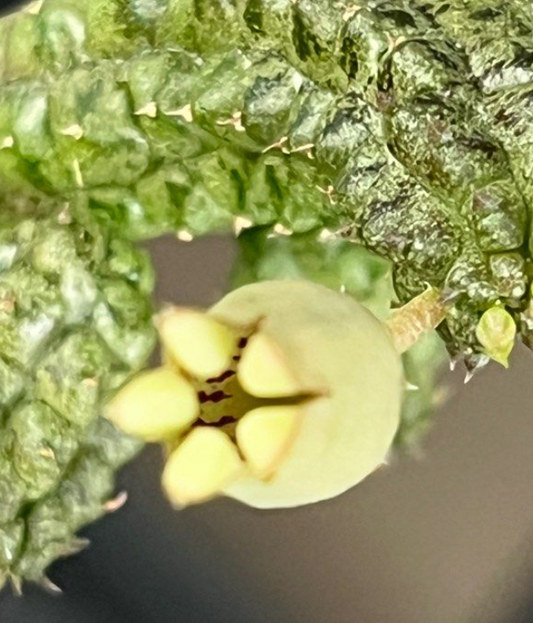 Echidnopsis insularis 5 Pieces Seeds