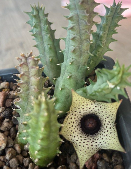Huernia Formosa 6 Pieces Seeds