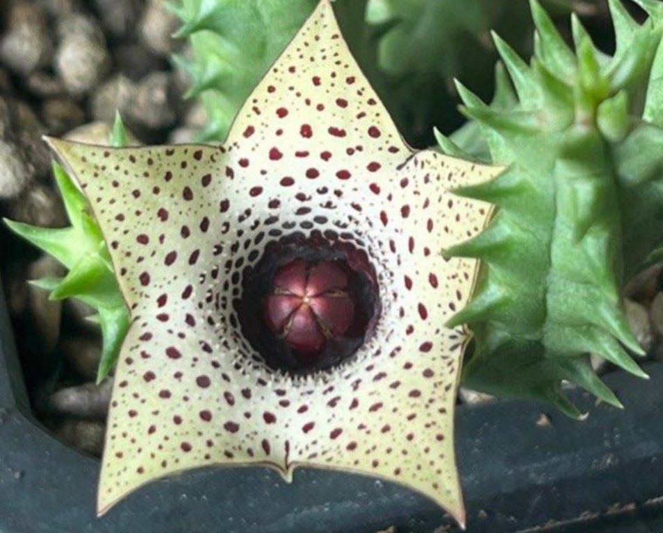 Huernia Formosa 6 Pieces Seeds