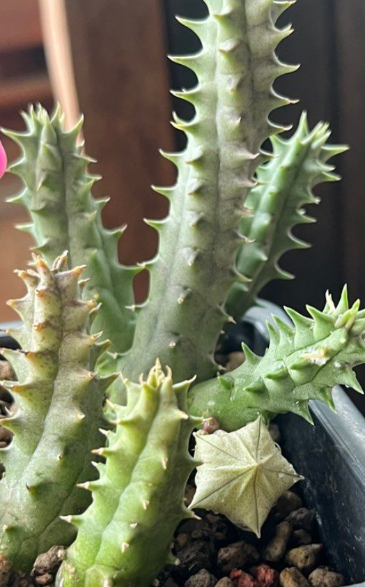 Huernia Formosa 6 Pieces Seeds