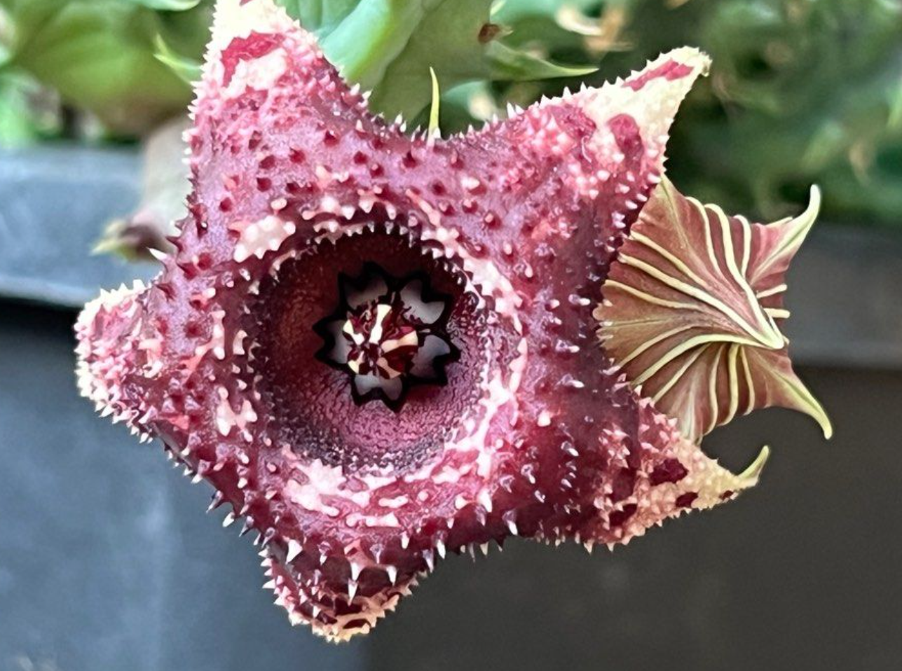 Huernia Candy Stone 6 Pieces Seeds
