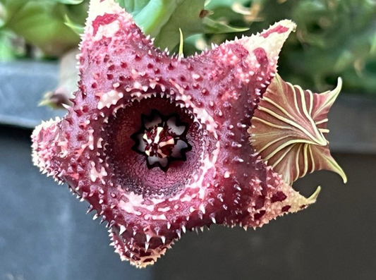 Huernia Candy Stone 6 Pieces Seeds