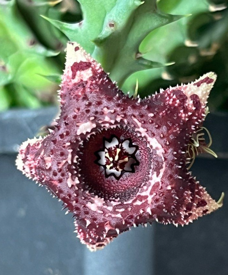 Huernia Candy Stone 6 Pieces Seeds