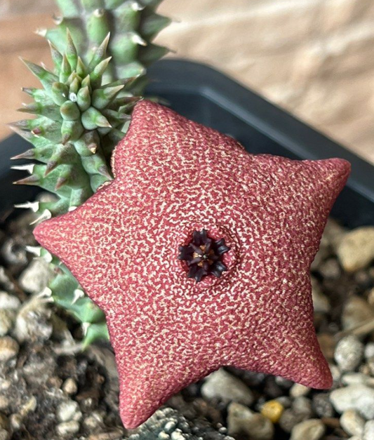 Luckhoffia beukmanii 5 Pieces seeds