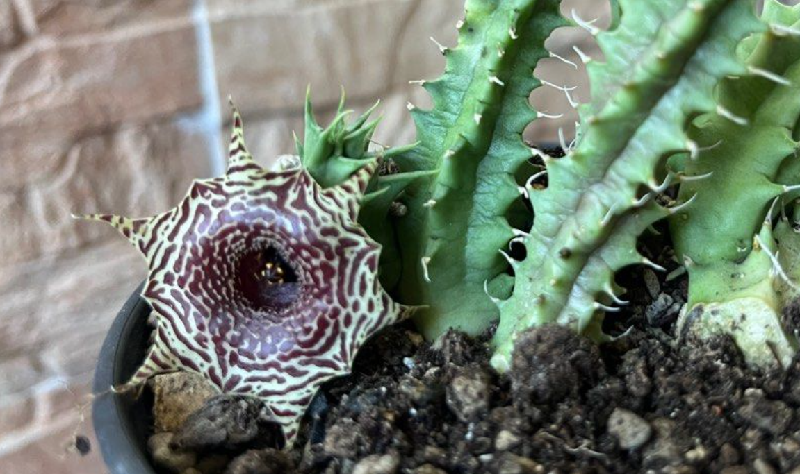 Huernia zebrina var. magniflora 6 Pieces Seeds