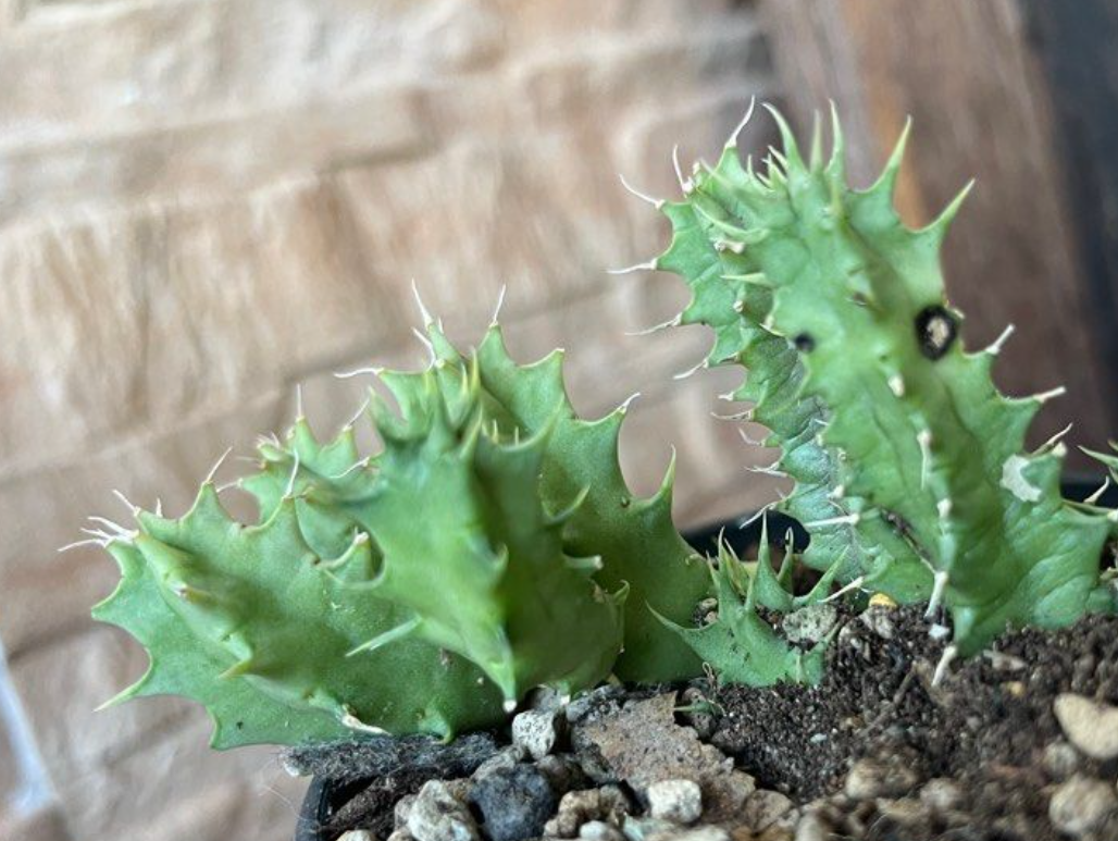 Huernia zebrina var. magniflora 6 Pieces Seeds