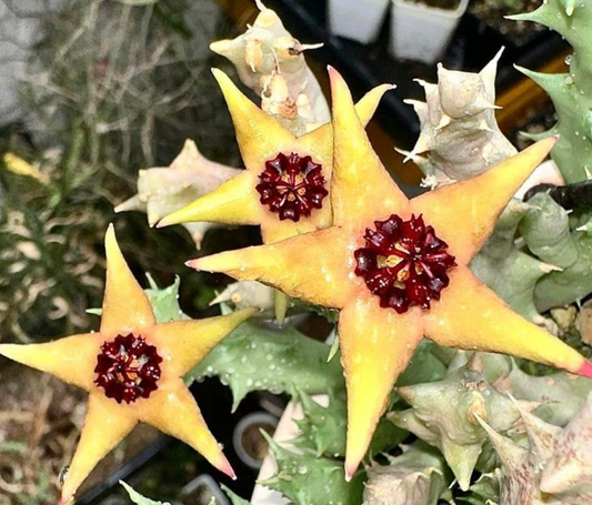 Orbea araysiana hybrid 5 Pieces Seeds