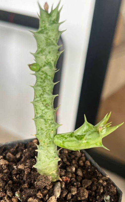 Orbea araysiana hybrid 5 Pieces Seeds