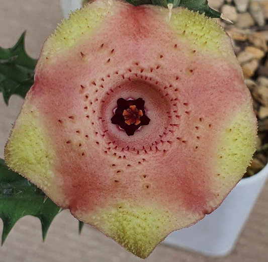 Huernia Pink Custard 6 Pieces Seeds