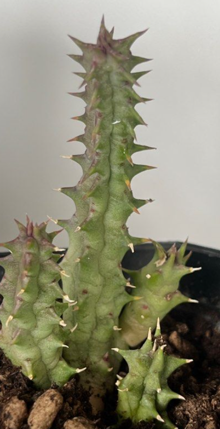 Huernia Pink Custard 6 Pieces Seeds