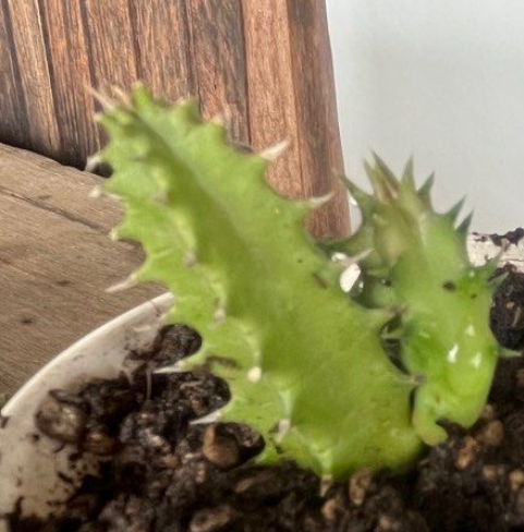 Huernia ‘Milky Rose’ 6 Pieces Seeds
