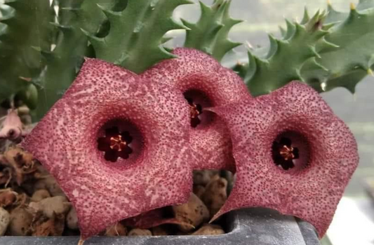 Huernia ‘Milky Rose’ 6 Pieces Seeds