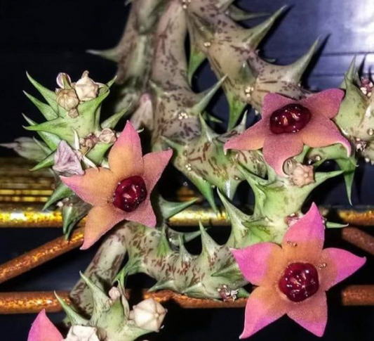 Angolluma Laticorona 5 Pieces Seeds