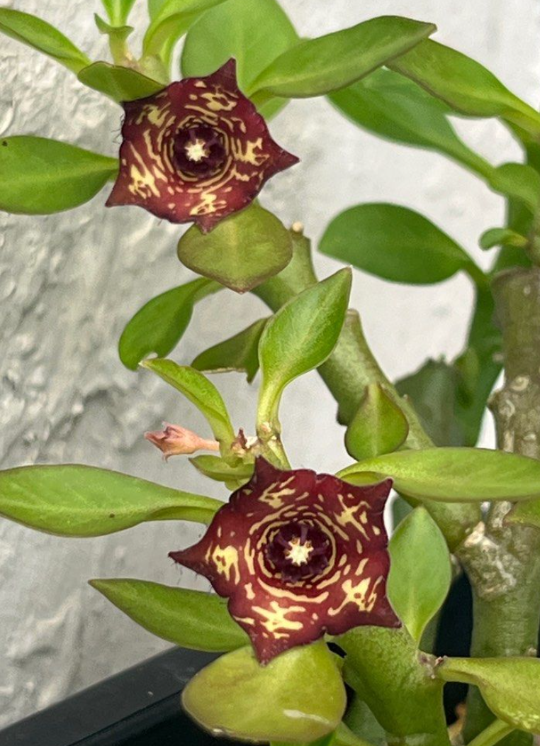 Frerea Indica x Caralluma Europaea 5 Pieces Seeds