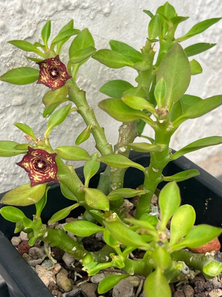 Frerea Indica x Caralluma Europaea 5 Pieces Seeds