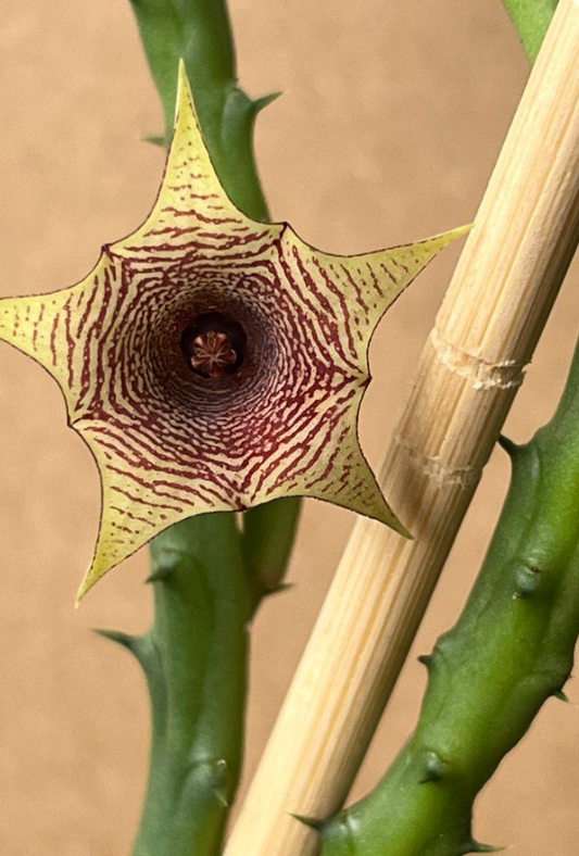 Huernia leachii 5 Pieces Seeds