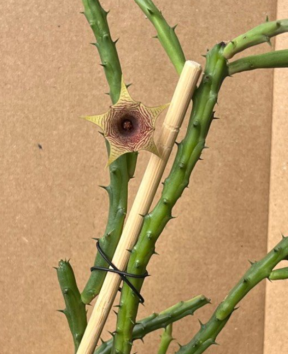 Huernia leachii 5 Pieces Seeds