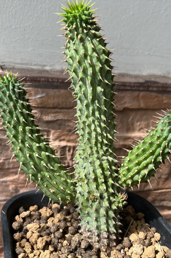 Hoodia gordonii Pink Flower 7 Pieces Seeds