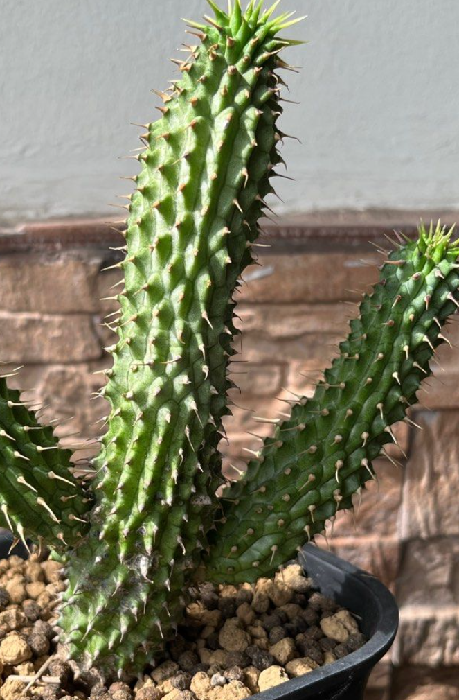 Hoodia gordonii Pink Flower 7 Pieces Seeds