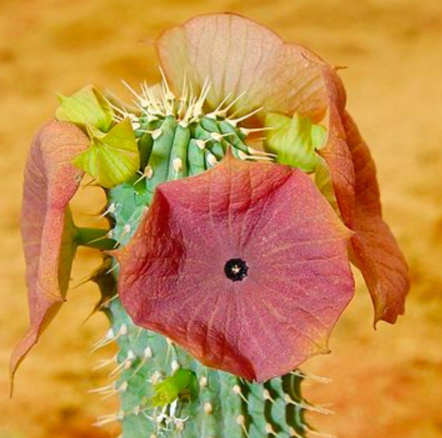 Hoodia gordonii Pink Flower 7 Pieces Seeds