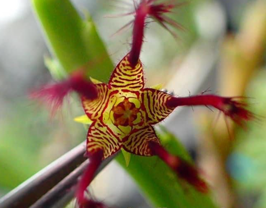 Caralluma adcendens var. fimbriata 5 Pieces Seeds