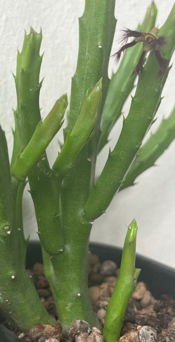 Caralluma adcendens var. fimbriata 5 Pieces Seeds