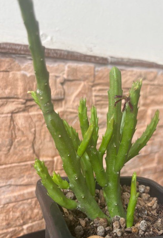 Caralluma adcendens var. fimbriata 5 Pieces Seeds