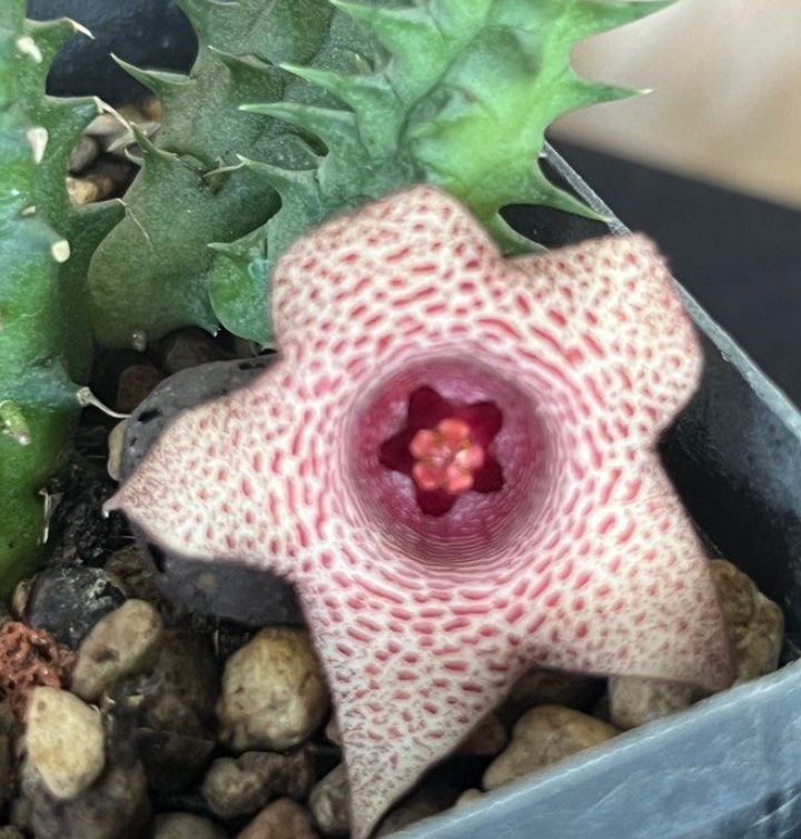 Huernia 'Red Ribbons' 5 Pieces Seeds