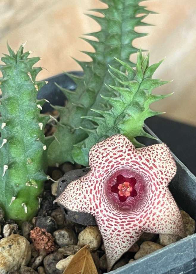 Huernia 'Red Ribbons' 5 Pieces Seeds