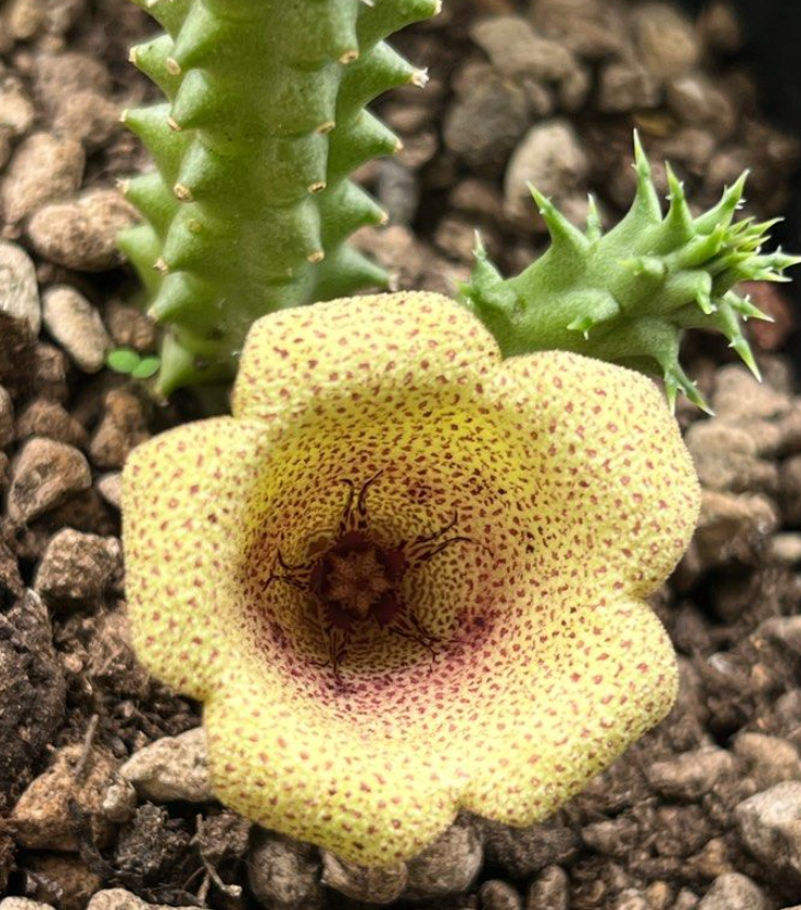 Tavaresia angolensis 6 Pieces Seeds