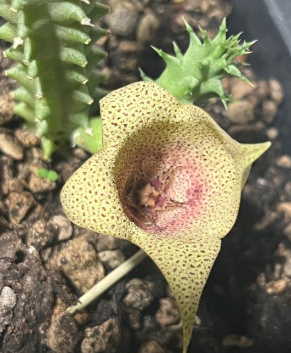 Tavaresia angolensis 6 Pieces Seeds