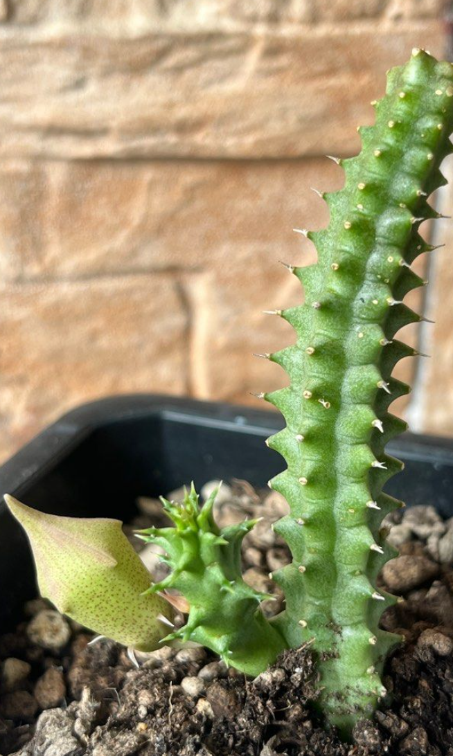 Tavaresia angolensis 6 Pieces Seeds