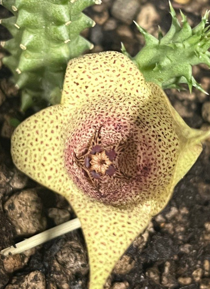 Tavaresia angolensis 6 Pieces Seeds