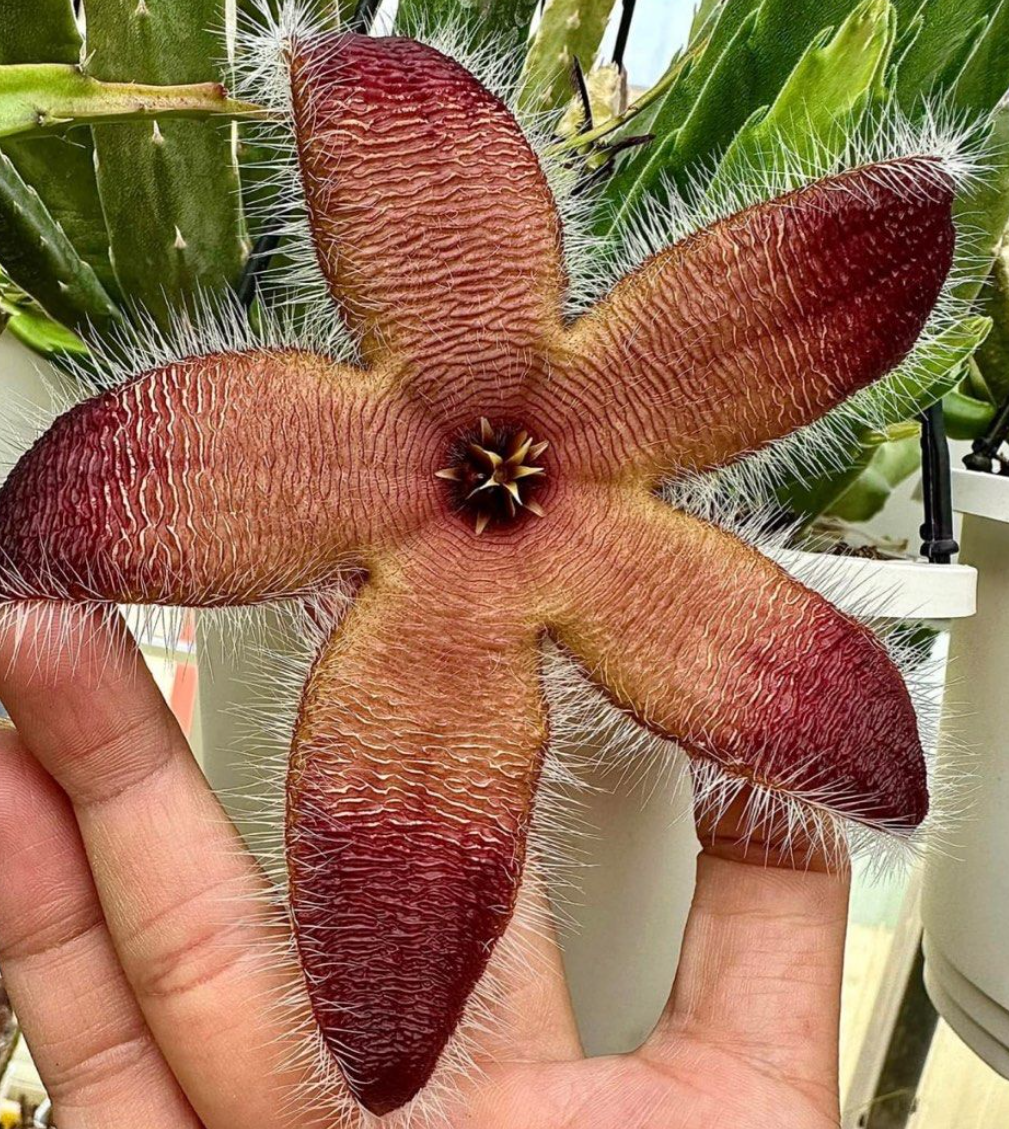Stapelia grandiflora var. ambigua 6 Pieces Seeds