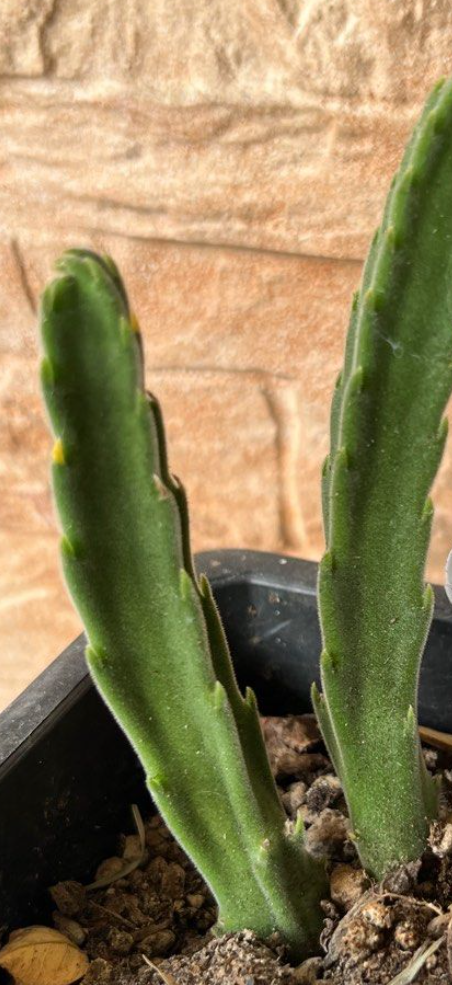 Stapelia grandiflora var. ambigua 6 Pieces Seeds
