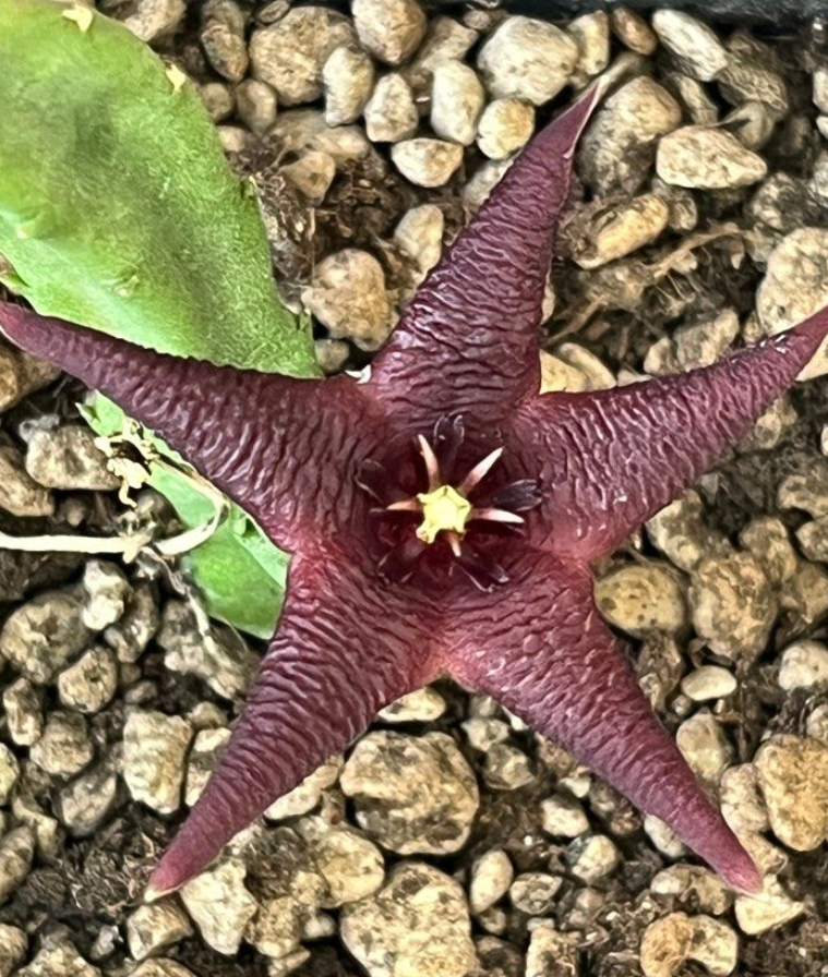 Stapelia baylissii 5 Pieces Seeds