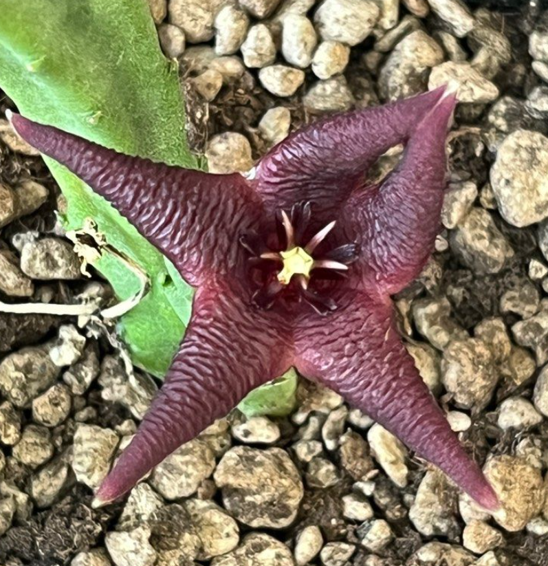 Stapelia baylissii 5 Pieces Seeds