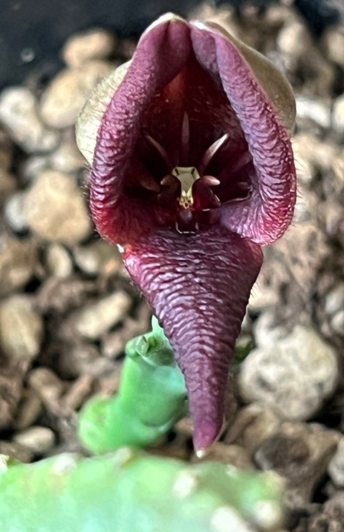 Stapelia baylissii 5 Pieces Seeds