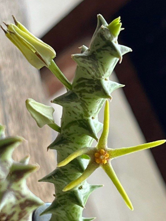 Orbea wissmannii var. eremastrum 6 Pieces Seeds