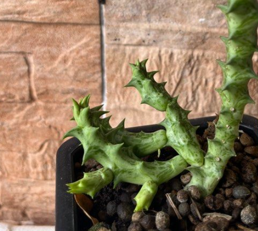 Orbea wissmannii var. eremastrum 6 Pieces Seeds