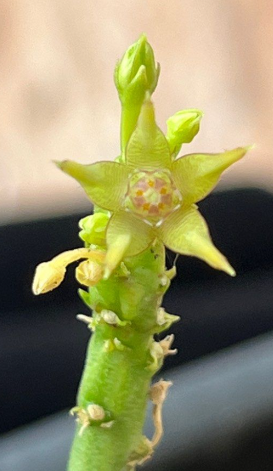 Caralluma sarkariae 5 Pieces Seeds