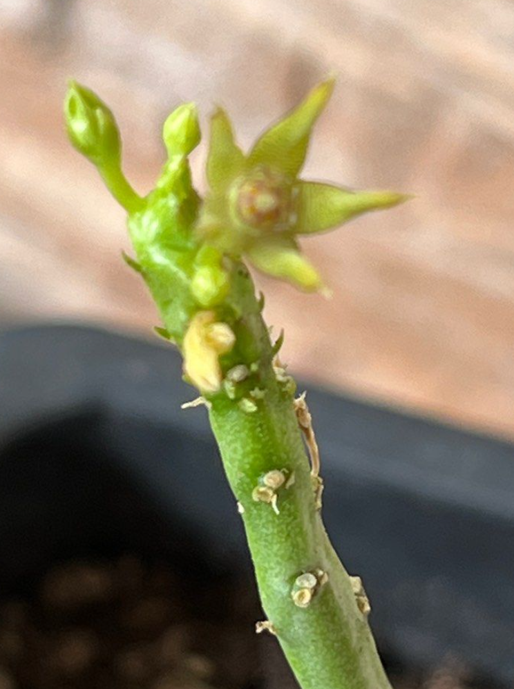 Caralluma sarkariae 5 Pieces Seeds