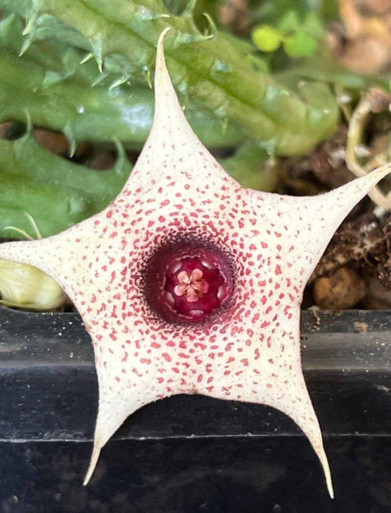 Huernia brevirostris 5 Pieces Seeds