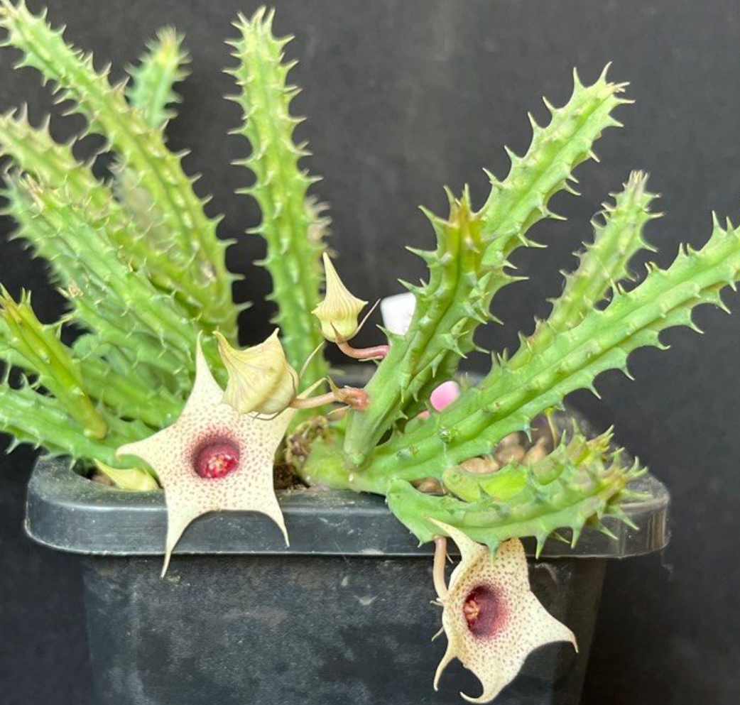 Huernia brevirostris 5 Pieces Seeds
