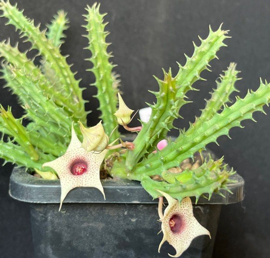 Huernia brevirostris 5 Pieces Seeds