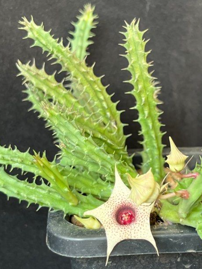 Huernia brevirostris 5 Pieces Seeds
