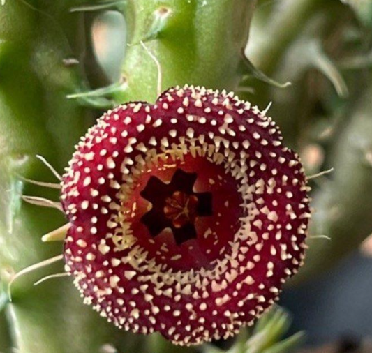 Huernia loeseneriana " Strawberry frost " 5 Pieces Seeds