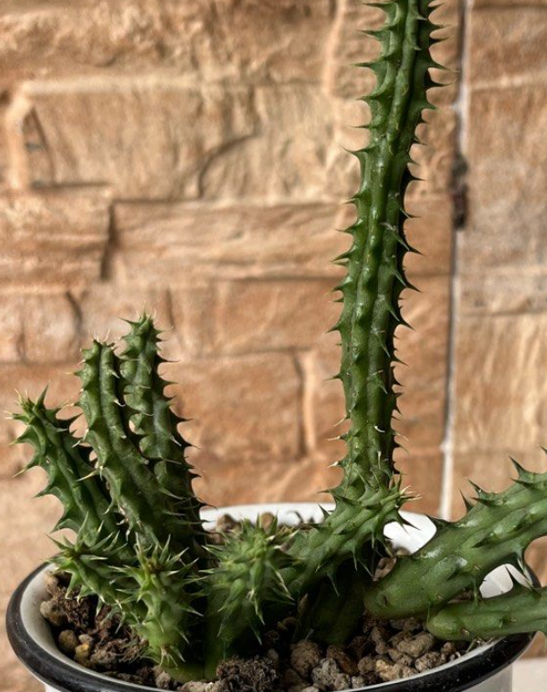 Huernia loeseneriana " Strawberry frost " 5 Pieces Seeds